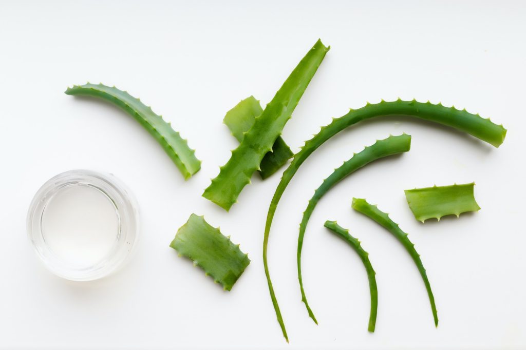 Aloe Vera plant tio view.