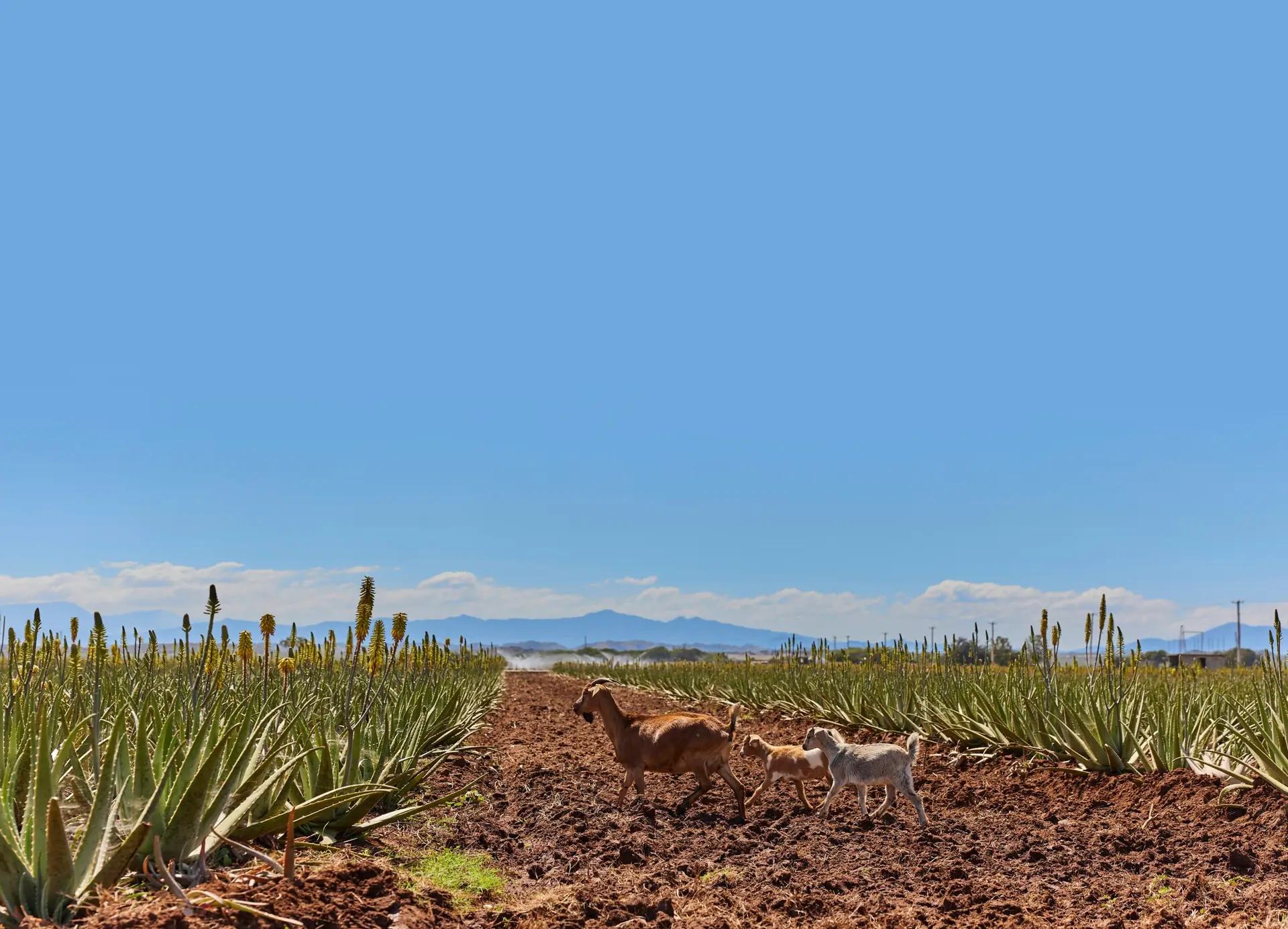 Champ d'aloe vera avec chèvres