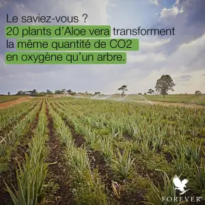 Champ d'aloe vera avec explication de la conversionde CO2 en oxygène de l'aloe vera