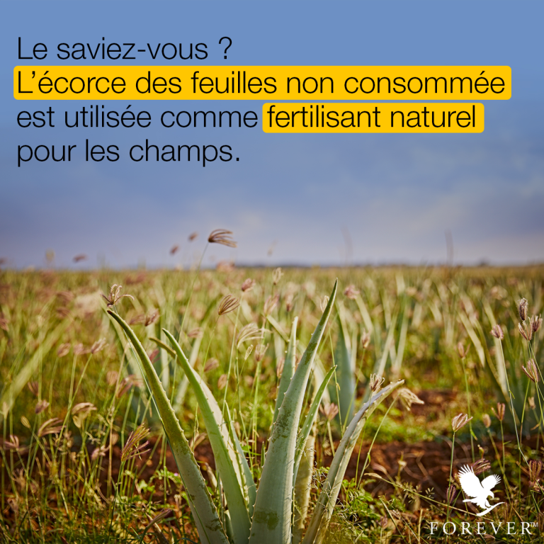 Champ d'aloe vera Forever