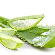 Coupe de feuilles d'aloe vera