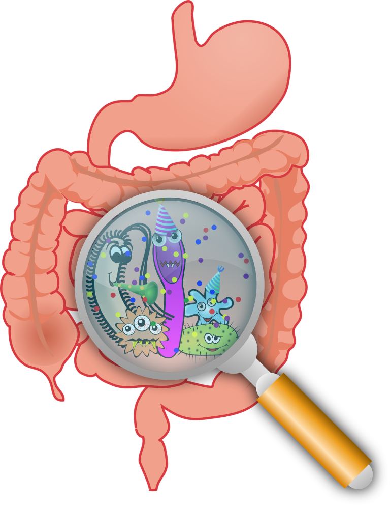 Microbiote intestinal et système digestif
